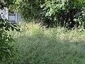 Overgrown Urban Lots
