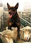sheep dog