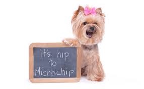 animal microchipping